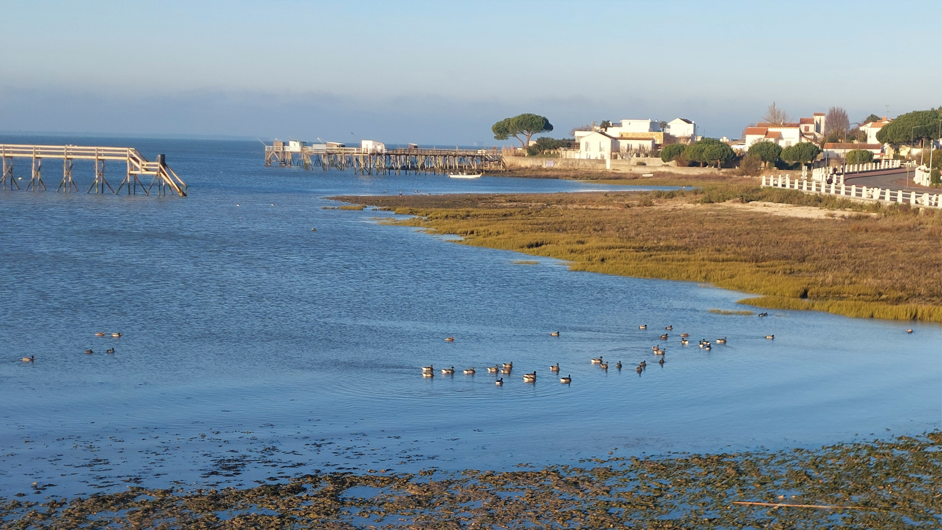 Quartier de l'espérance, Fouras les bains, oies bernaches © Cécile Cailhol 