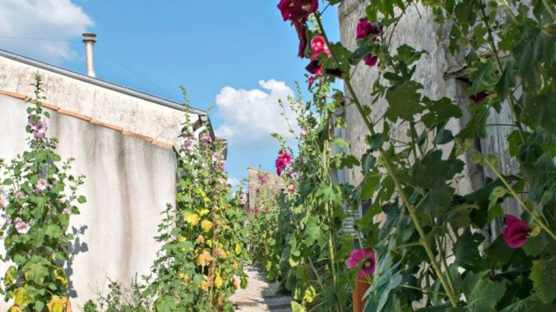 Charmantes ruelles bordées de roses trémières