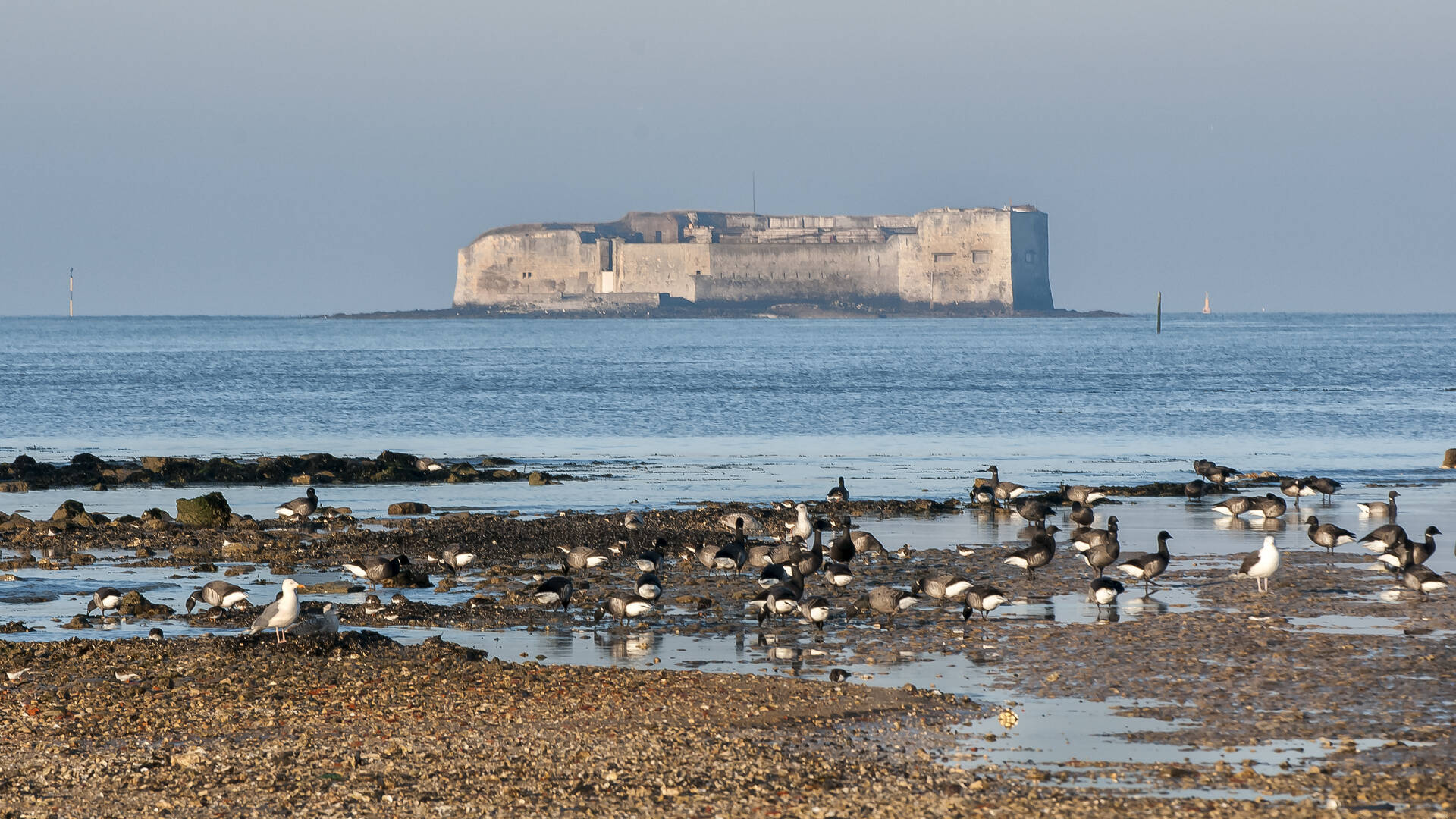 Fort Enet et oies bernaches à la Pointe de la Fumée à Fouras ©Marie Françoise Boufflet 