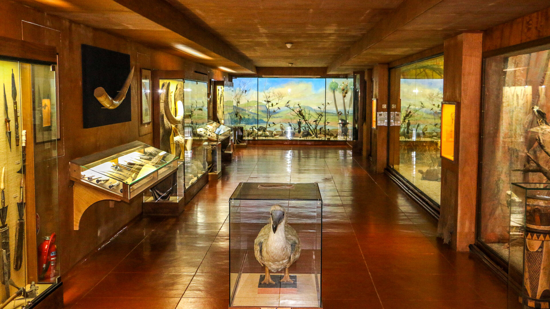 Trophées de chasse et objets ethnographiques au Musée Africain de l'île d'Aix