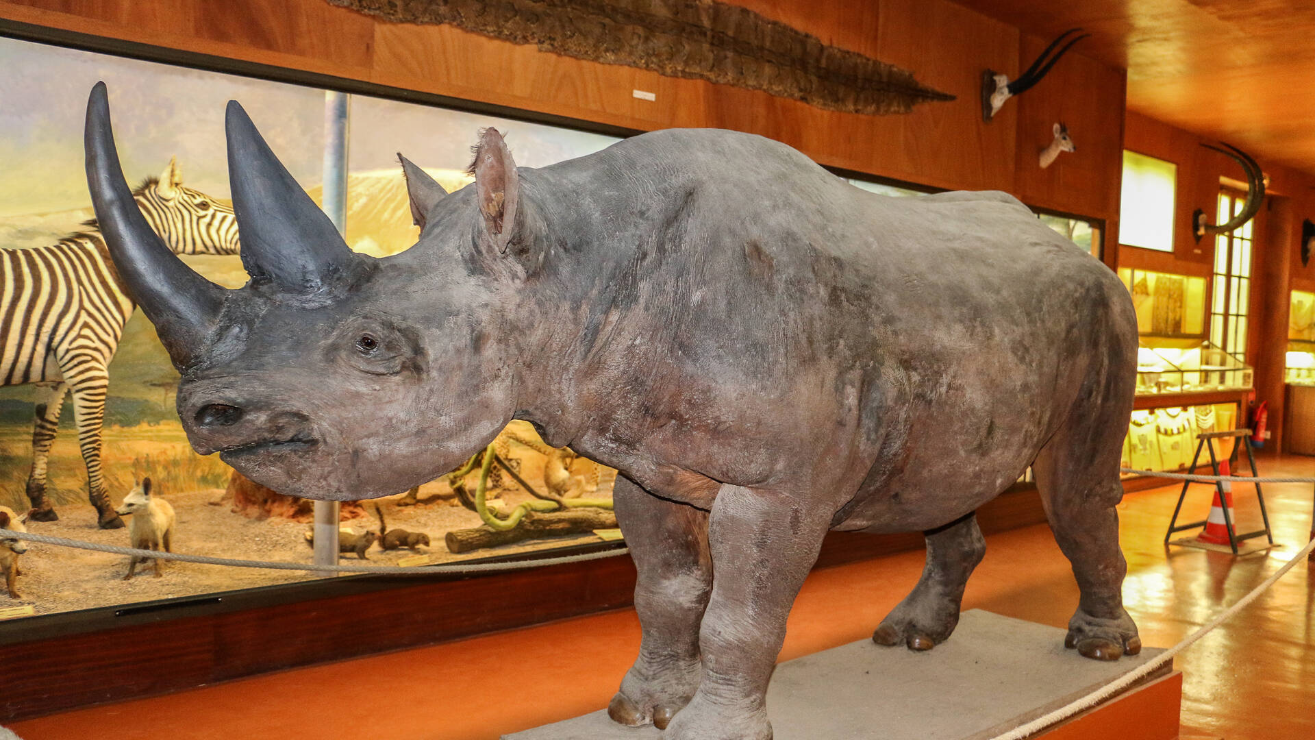 Rhinocéros naturalisé au Musée africain de l’île d’Aix