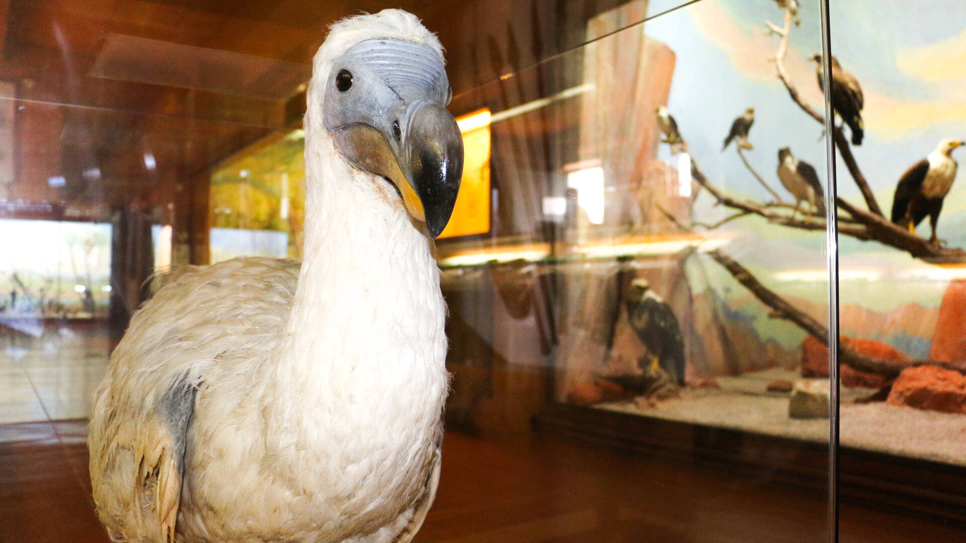 Le dodo du Musée africain de l’île d’Aix