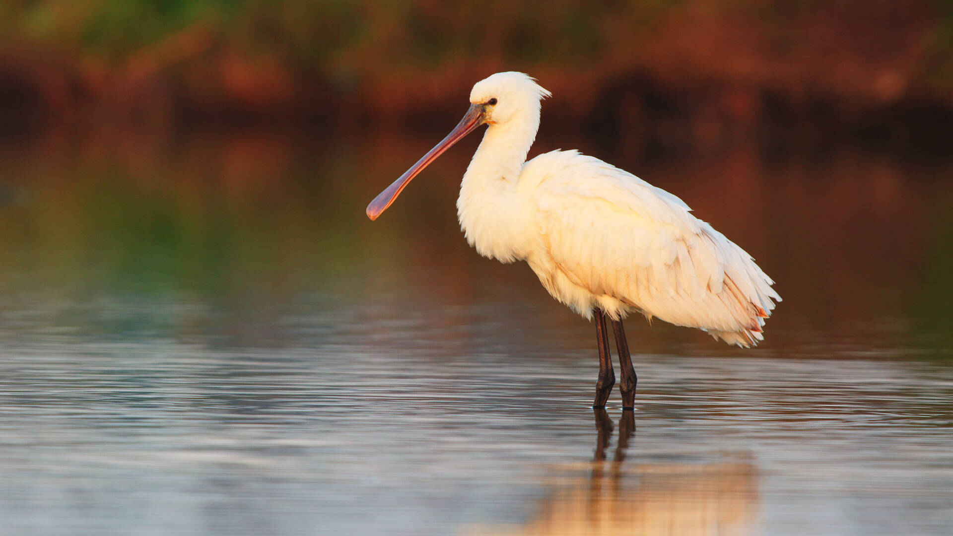 Découvrir les oiseaux des marais © Samuele Gallini Fotolia