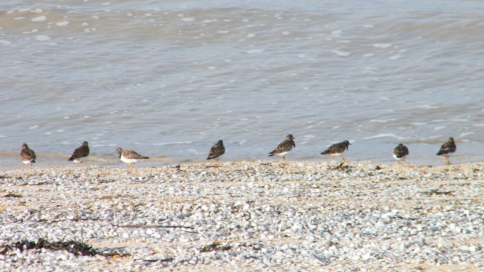 Sur la plage de St-Froult