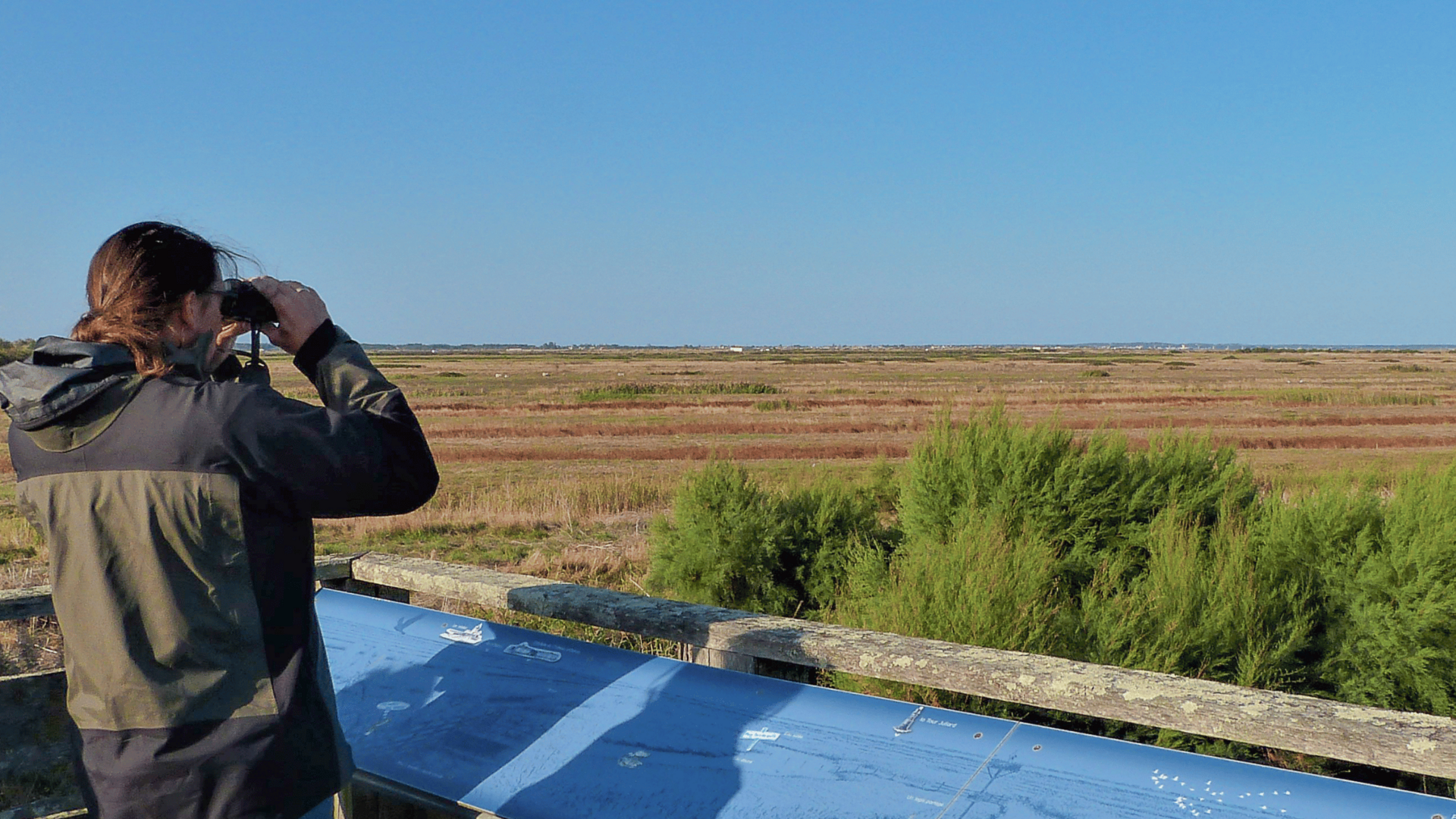 Observation à la réserve de Moëze - Oléron © Cécile Cailhol 