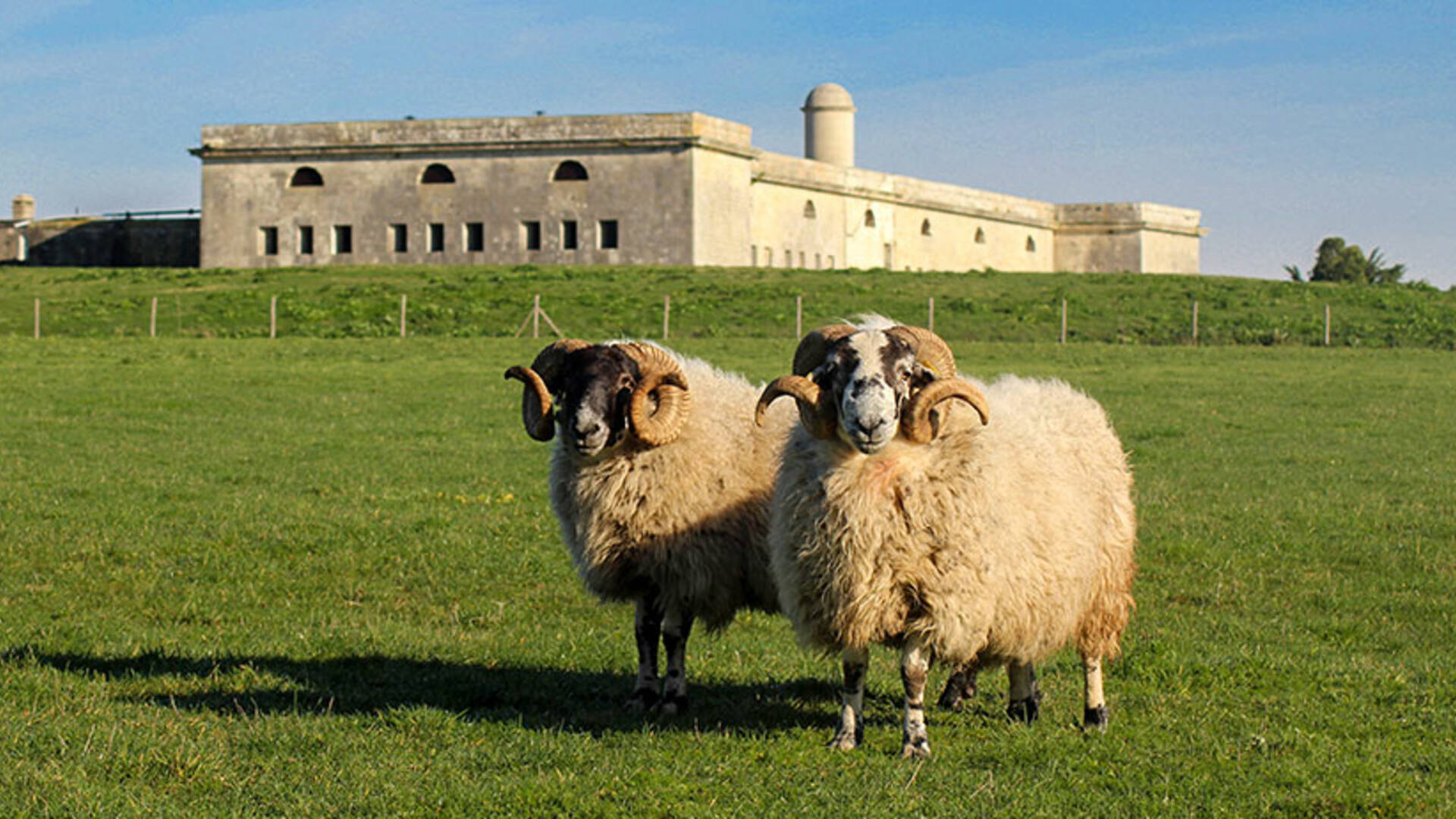 La ferme de l'île Madame élève des moutons réputés pour la subtilité de leur viande © Ferme de l'île Madame