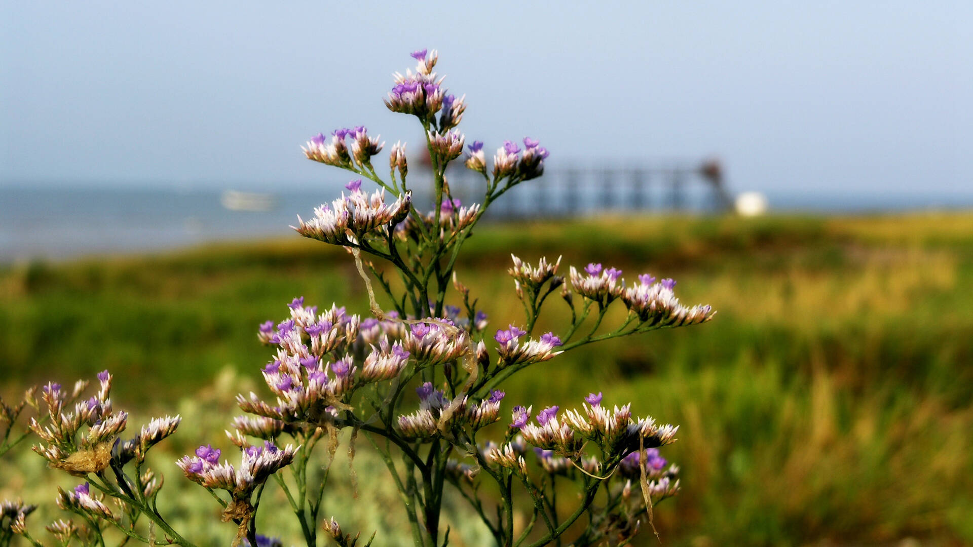 Fleurs et nature dans les marais © Christine Lacaud Office de Tourisme Rochefort Océan