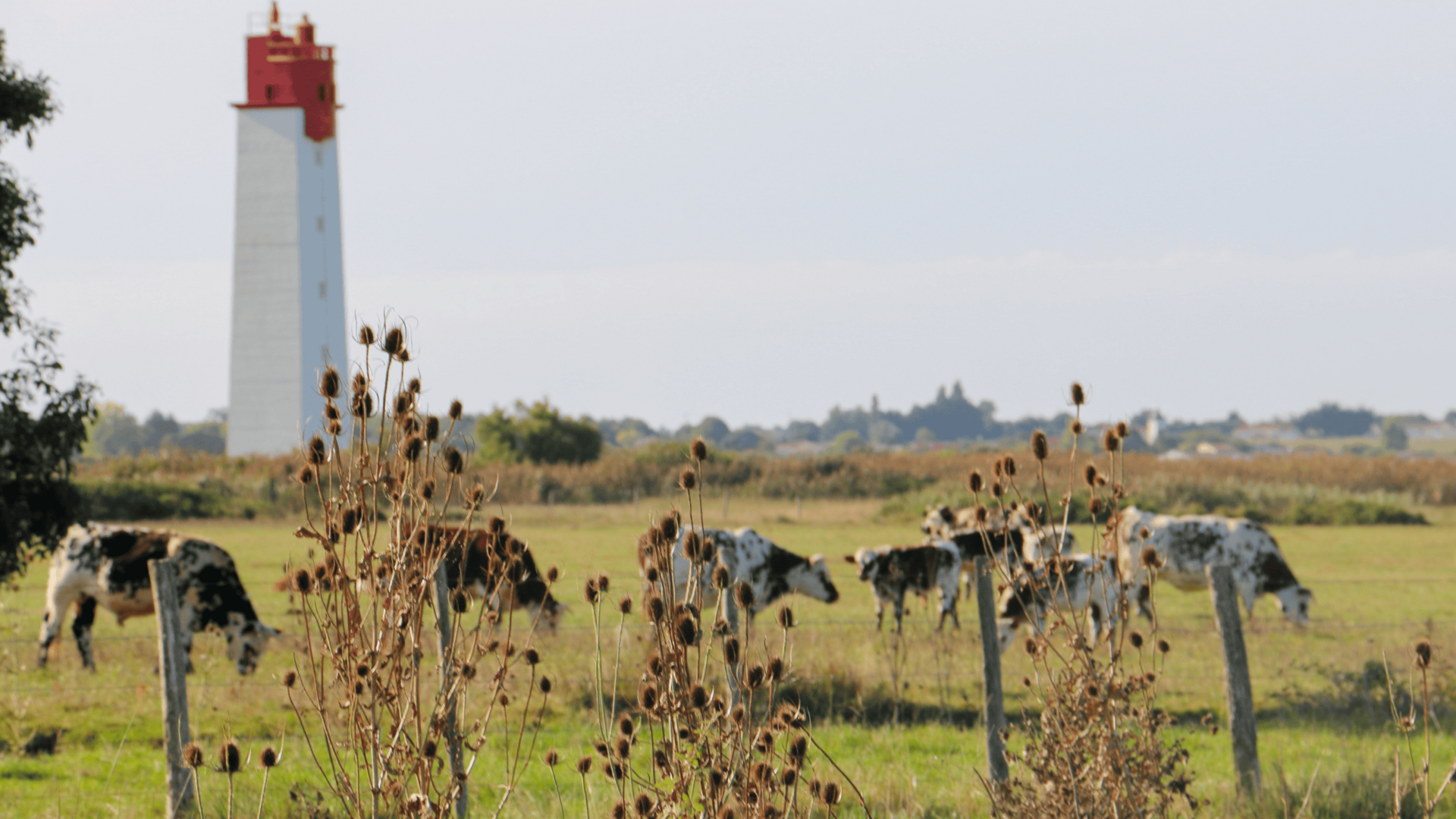 Vaches dans les marais de Soumard