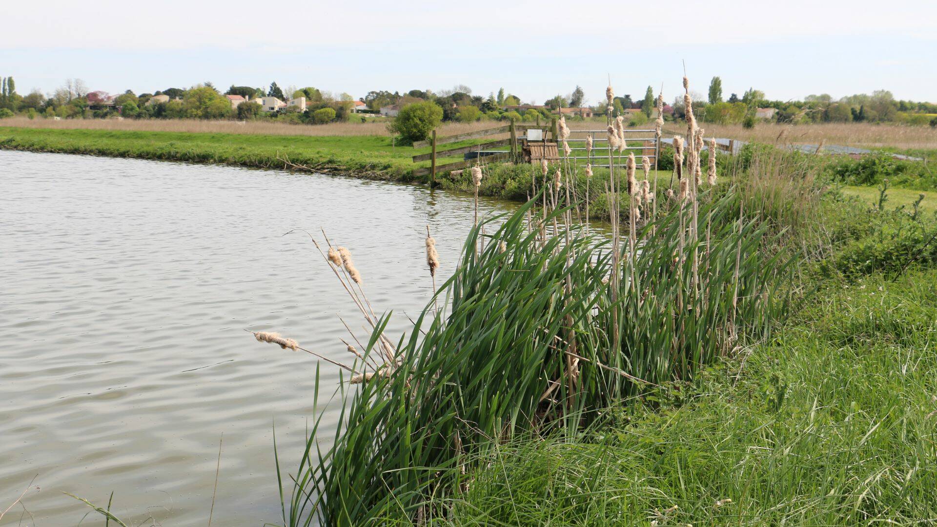 Les roseaux oxygènent les lagunes par le sol