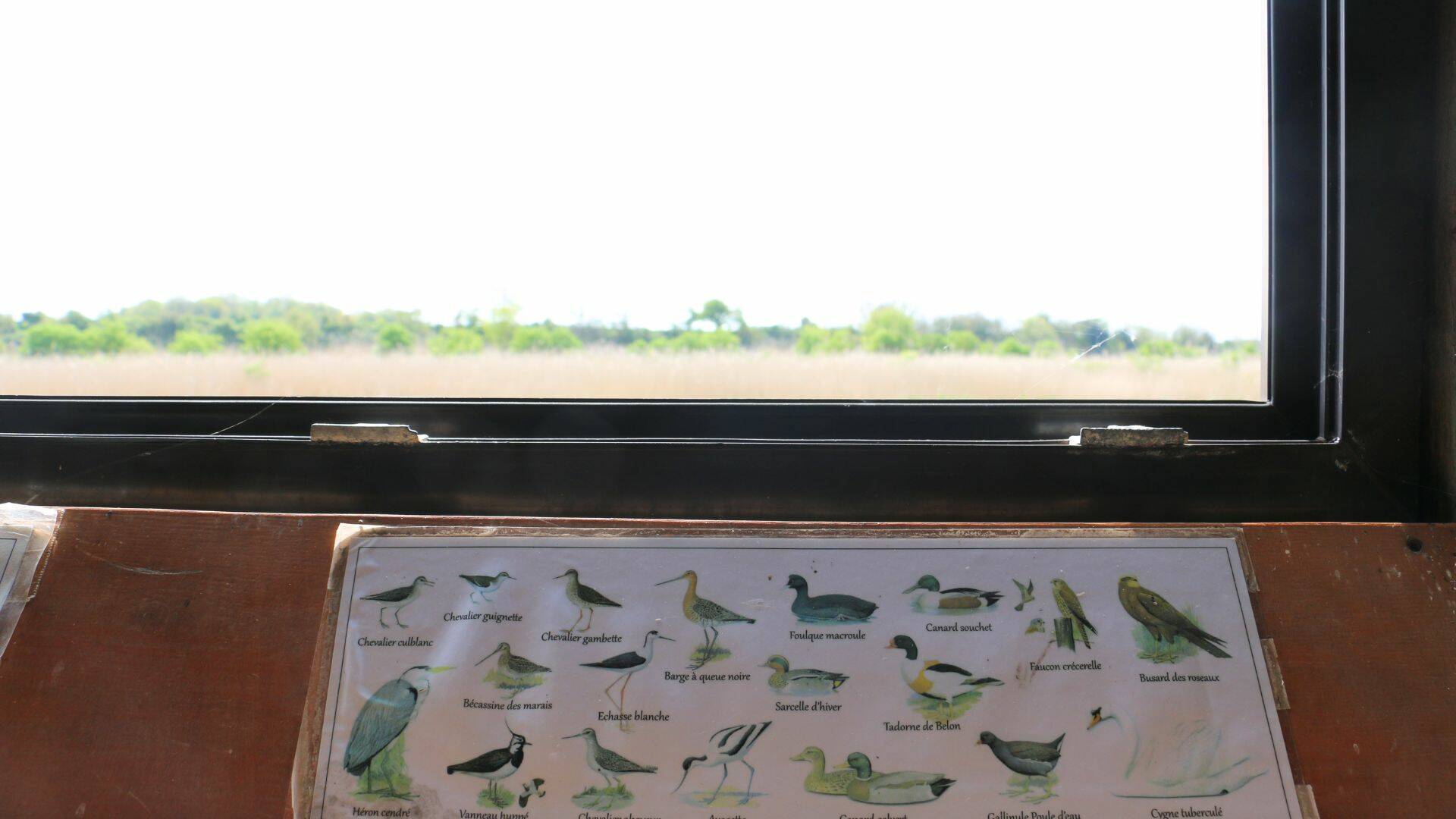 Repérez les oiseaux d'un des bassins de la LPO grâce aux postes d'observation.
