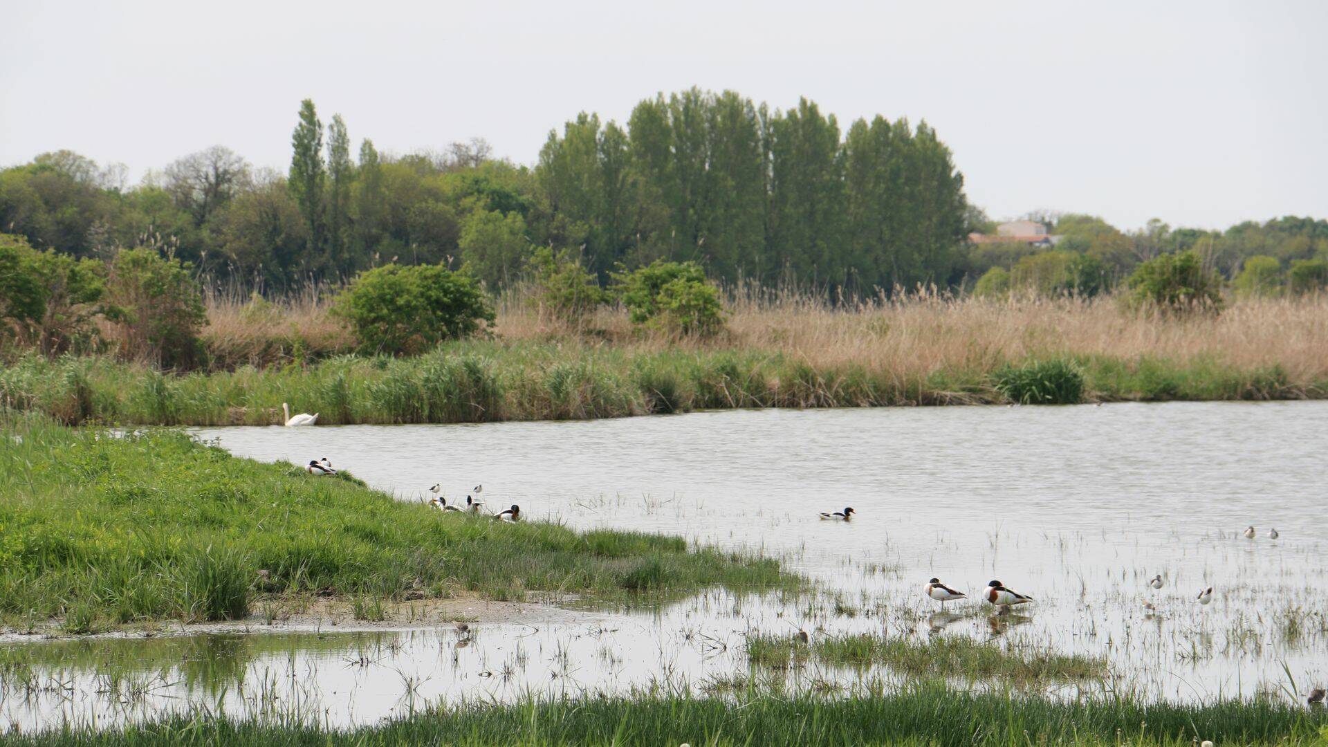 Des canards souchets et un cygne.