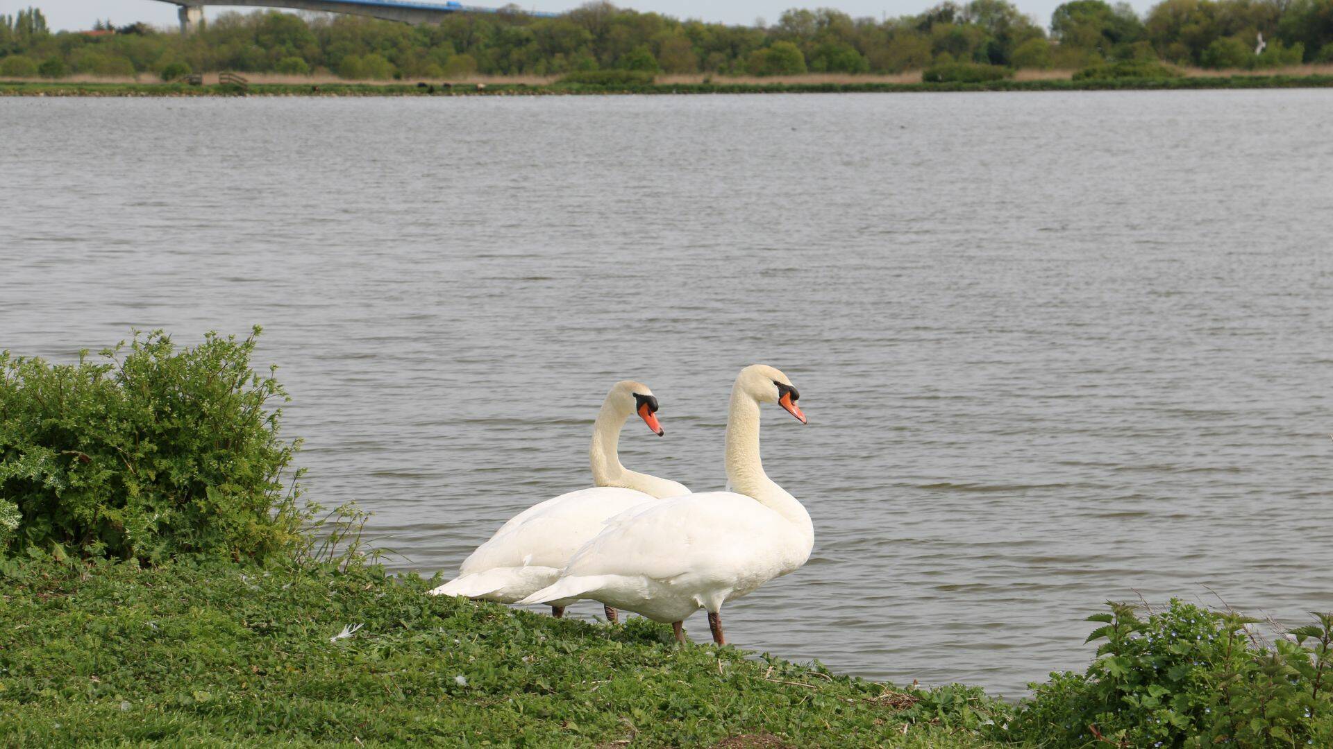 Couple de cygnes à la Station de Lagunage