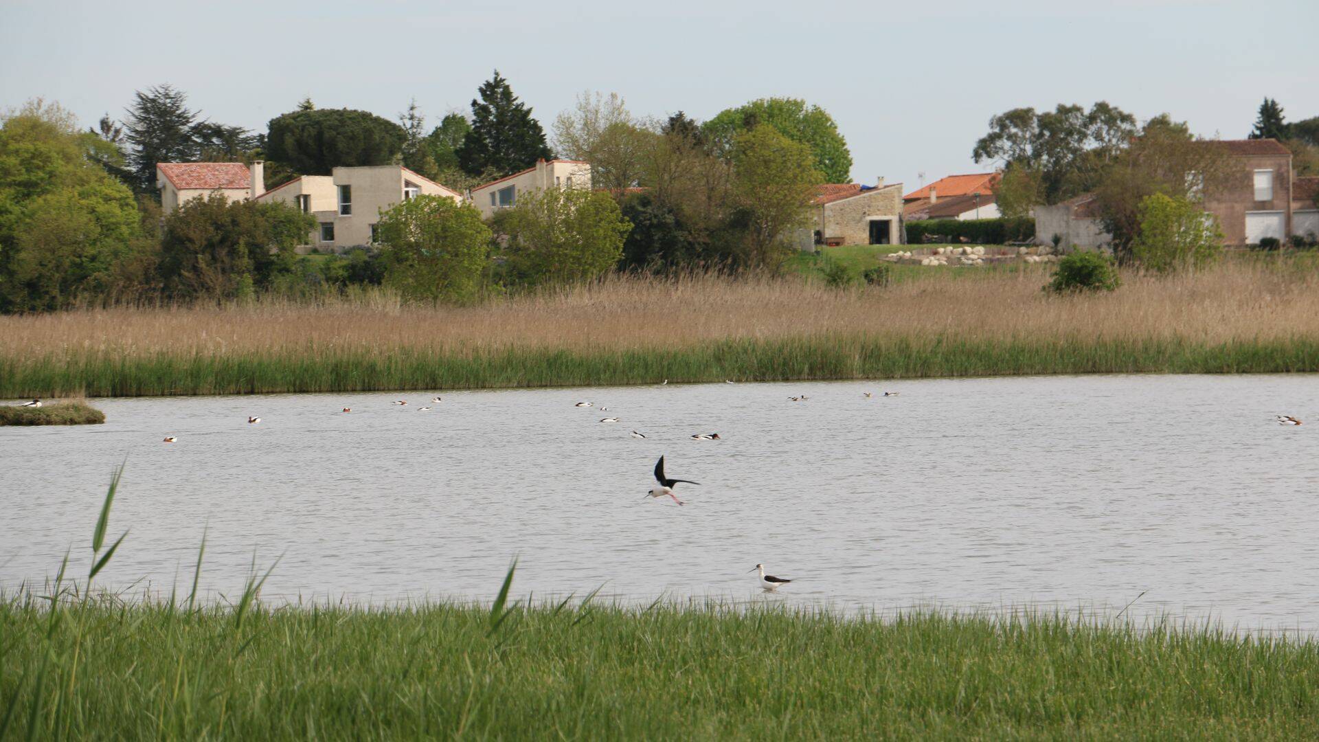 Echasses blanches et canards souchets