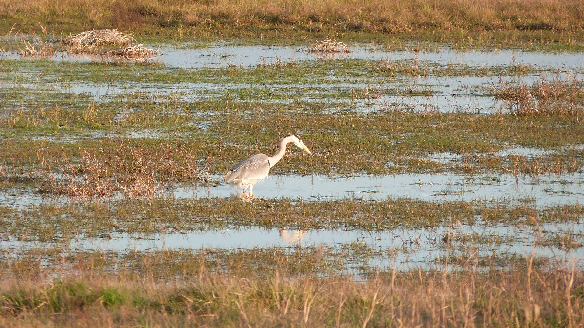 Oiseaux des rives du fleuve Charente, héron, Rochefort Océan  