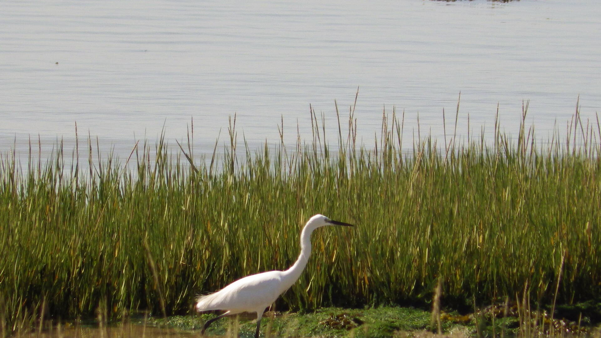 Oiseaux des rives du fleuve Charente, Rochefort Océan 