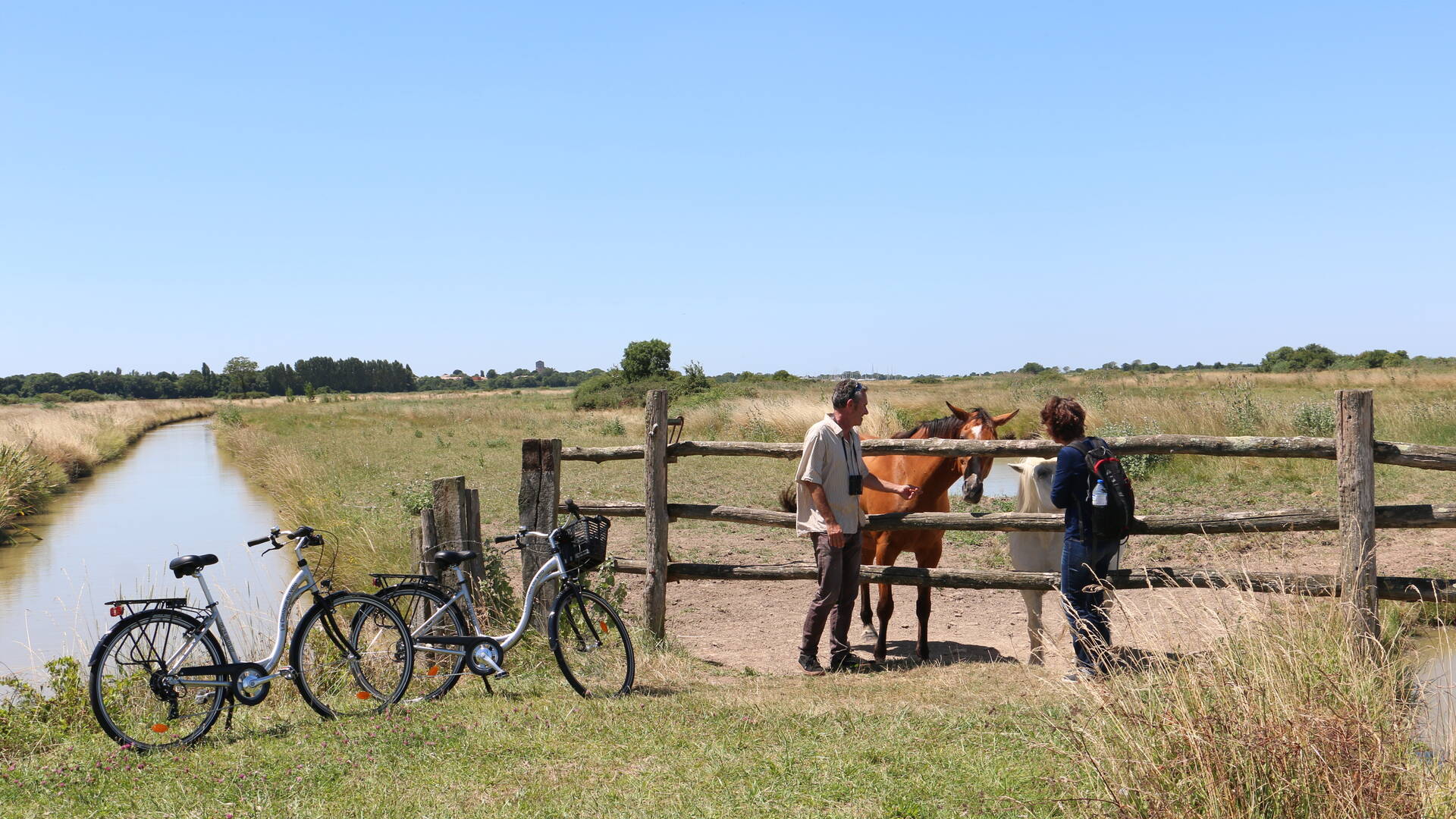 Vue sur les chevaux du marais 
