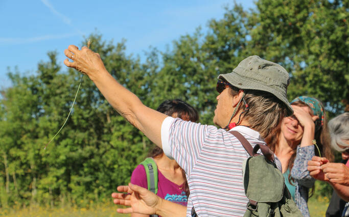 Initiez-vous à la cueillette des plantes sauvages comestibles à  Rochefort Océan...