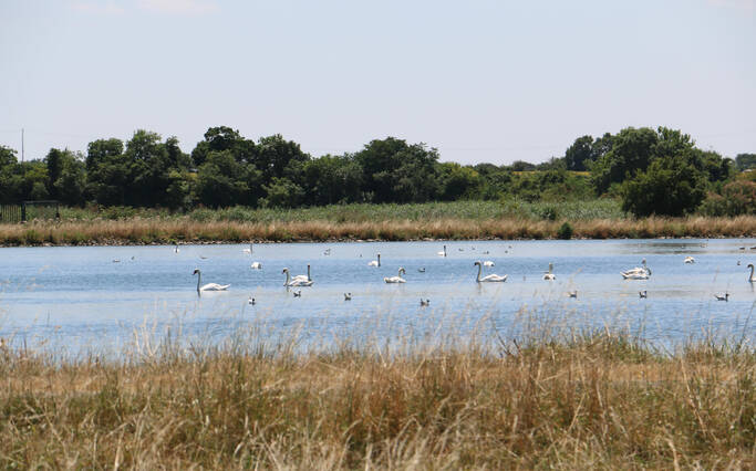 Partagez vos balades avec les oiseaux migrateurs ! 