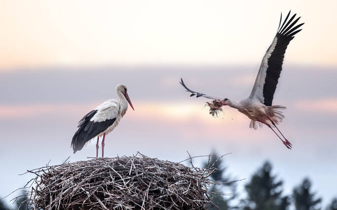 https://www.rochefort-ocean.com/sites/rochefort-ocean-tourisme/files/styles/laptop_rectangle/public/visuelpage/rochefort-ocean-nature-cigogne.jpg?itok=E1i3F-IK