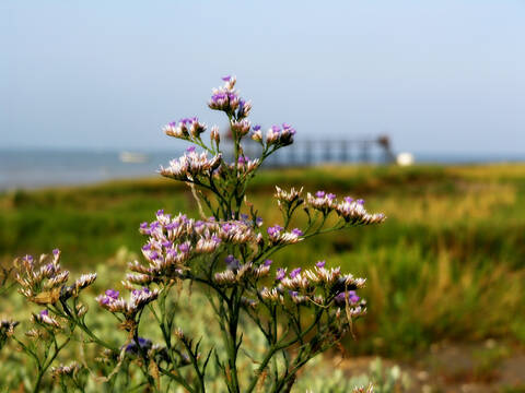 Sur le sentier littoral de la côte sud de Fouras-les-Bains - © OT Rochefort Océan