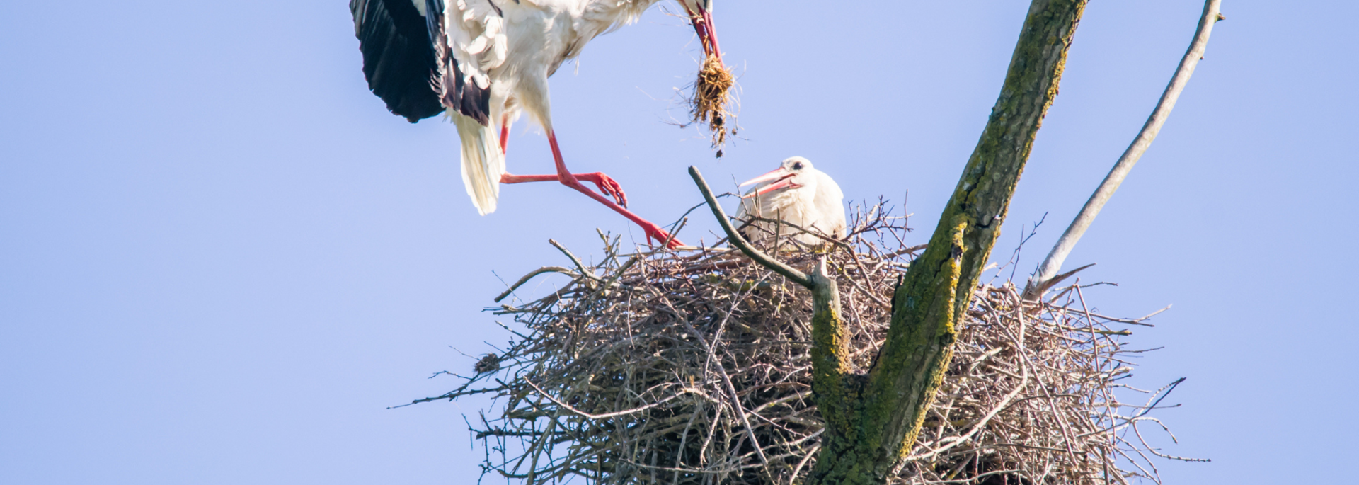Une cigogne nourrit son cigogneau