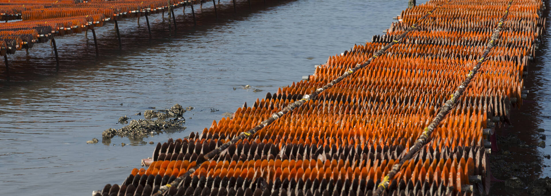 Collecteurs d’huîtres sur table, visibles à marée basse à Fouras