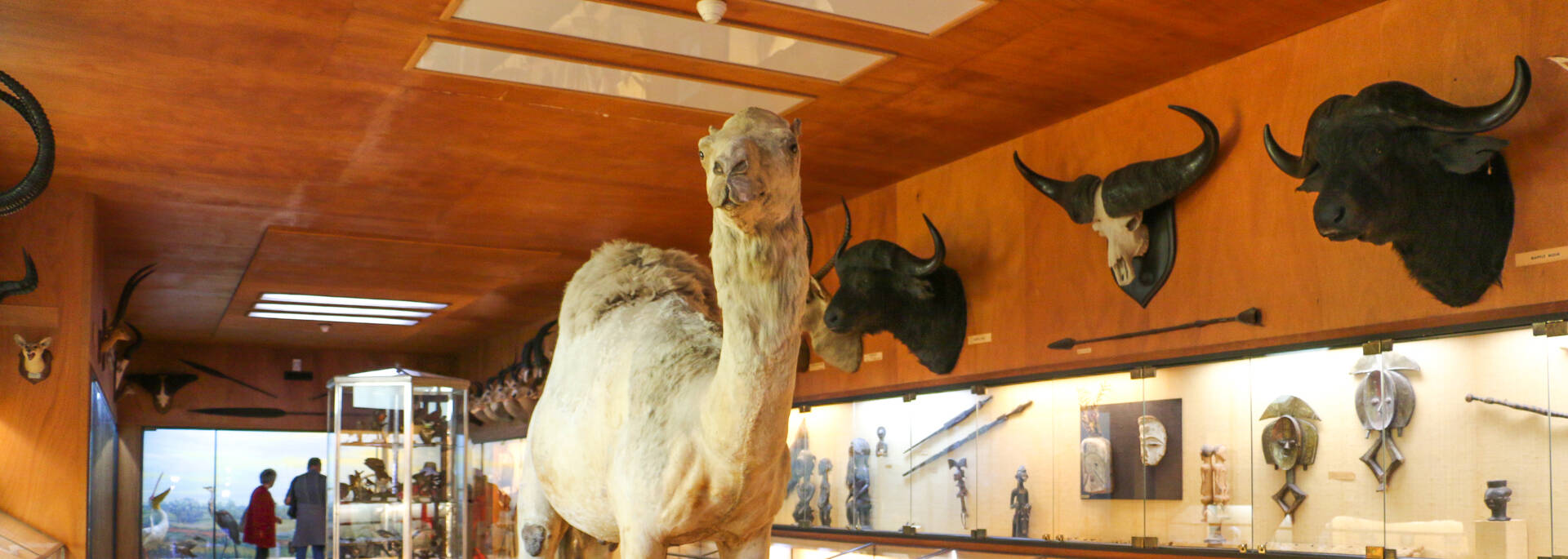 Dromadaire naturalisé au Musée africain de l’île d’Aix