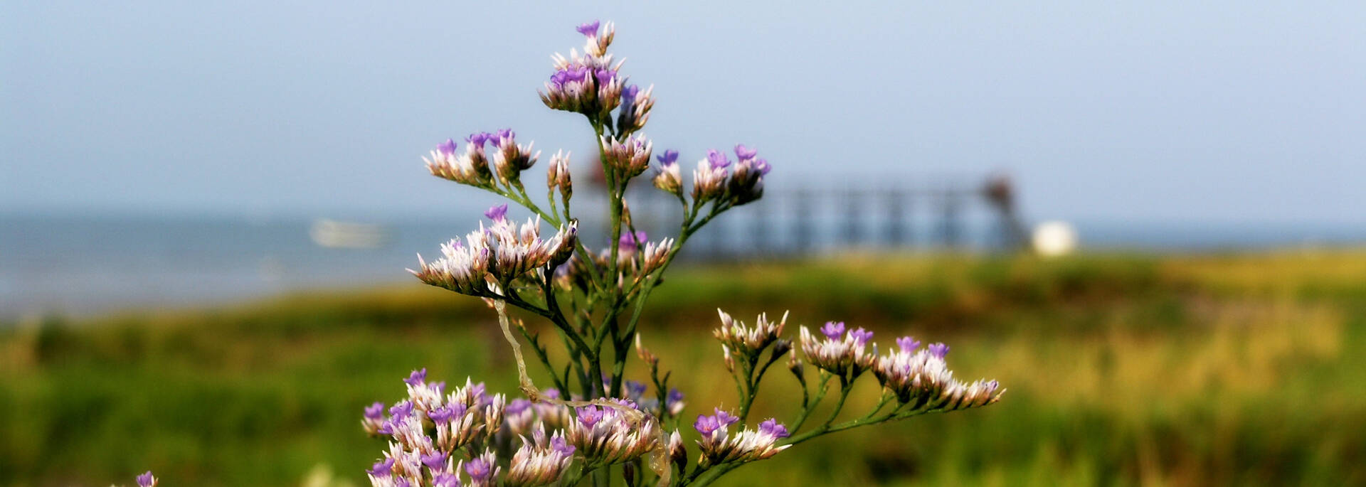 La flore de l’estuaire de la Charente - © Office de tourisme Rochefort Océan