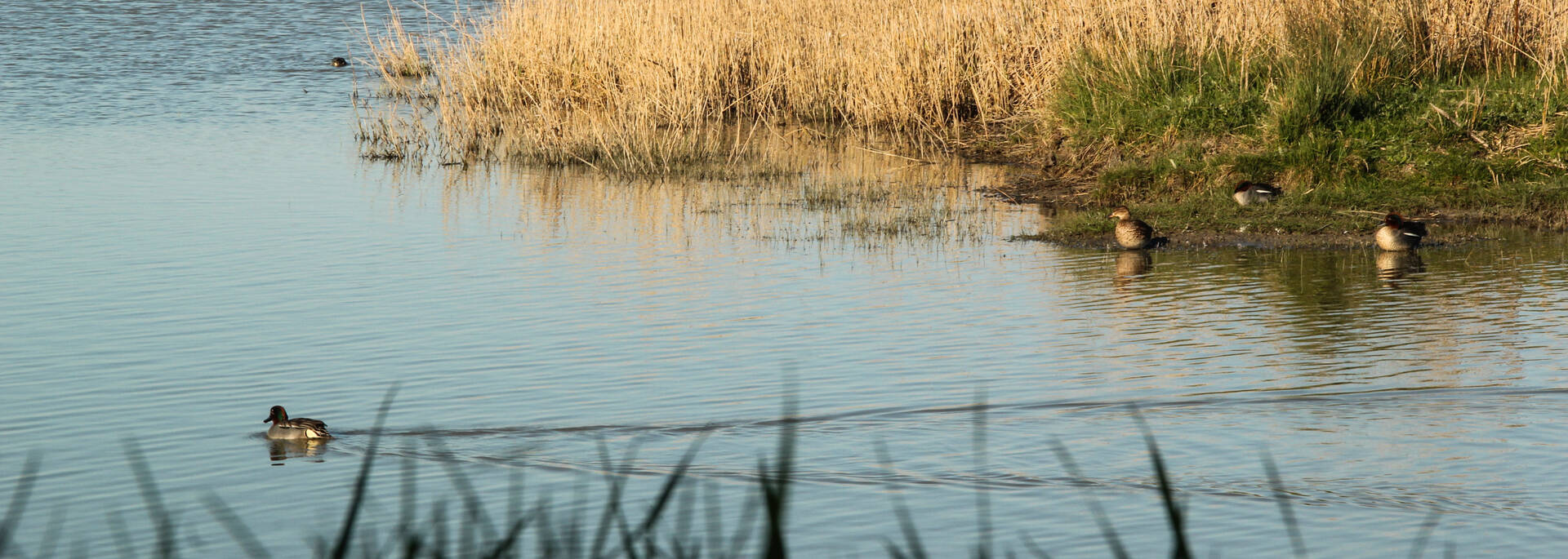 Les sorties nature à Rochefort Océan