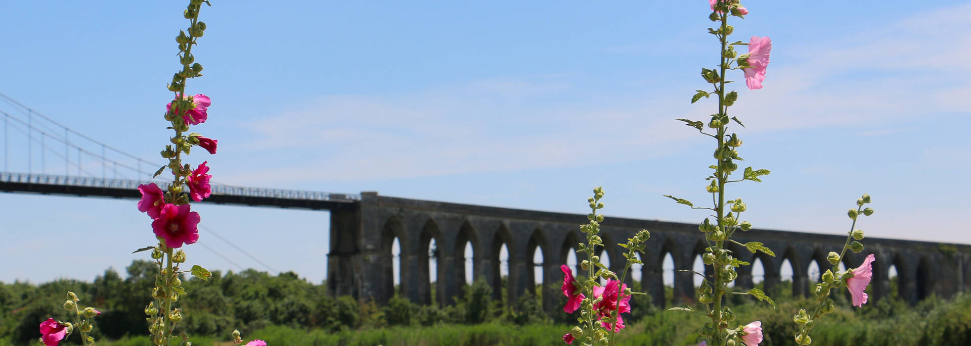 Roses trémières bordant la Charente