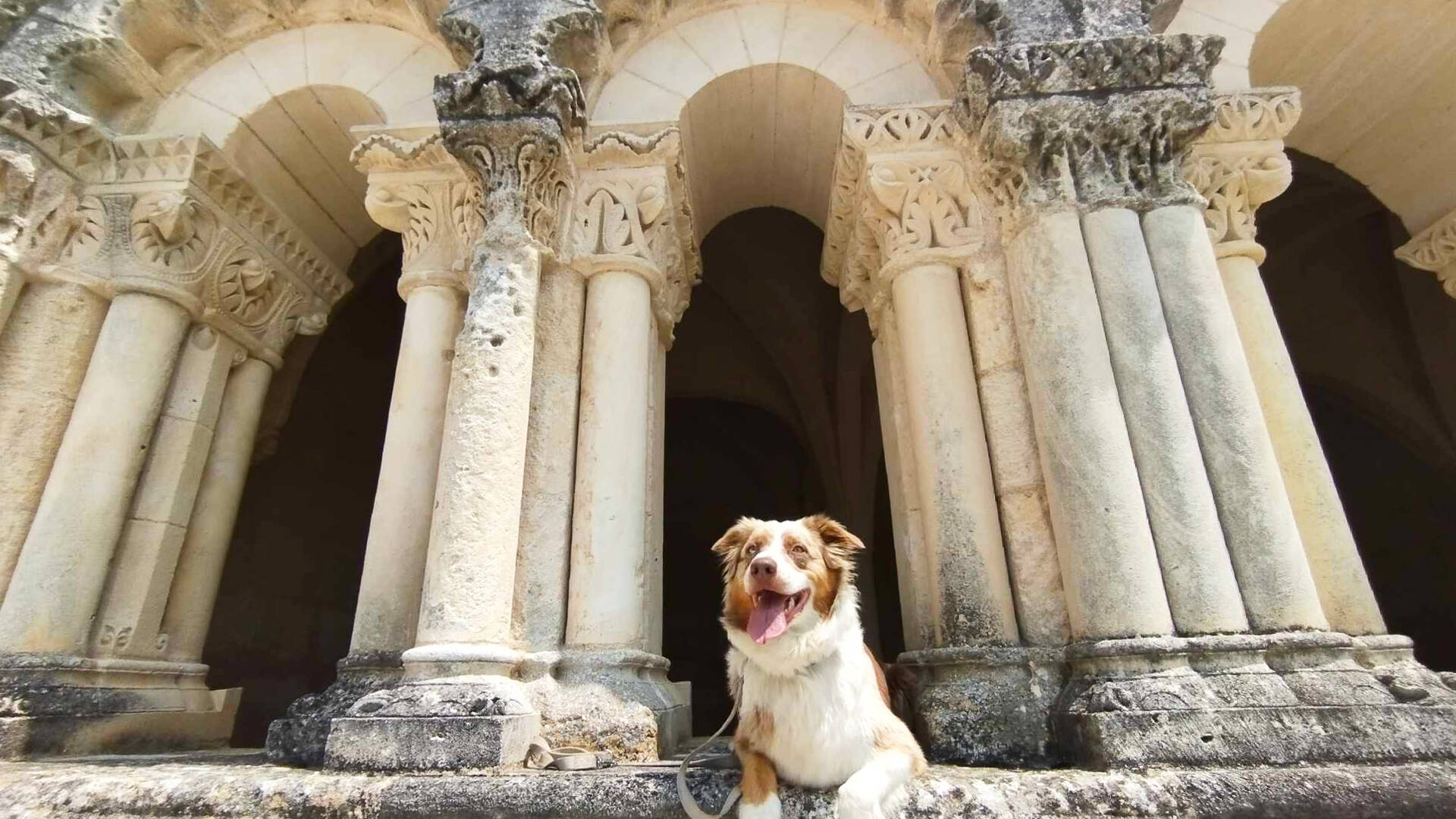 Toutou à l'Abbaye de Trizay 