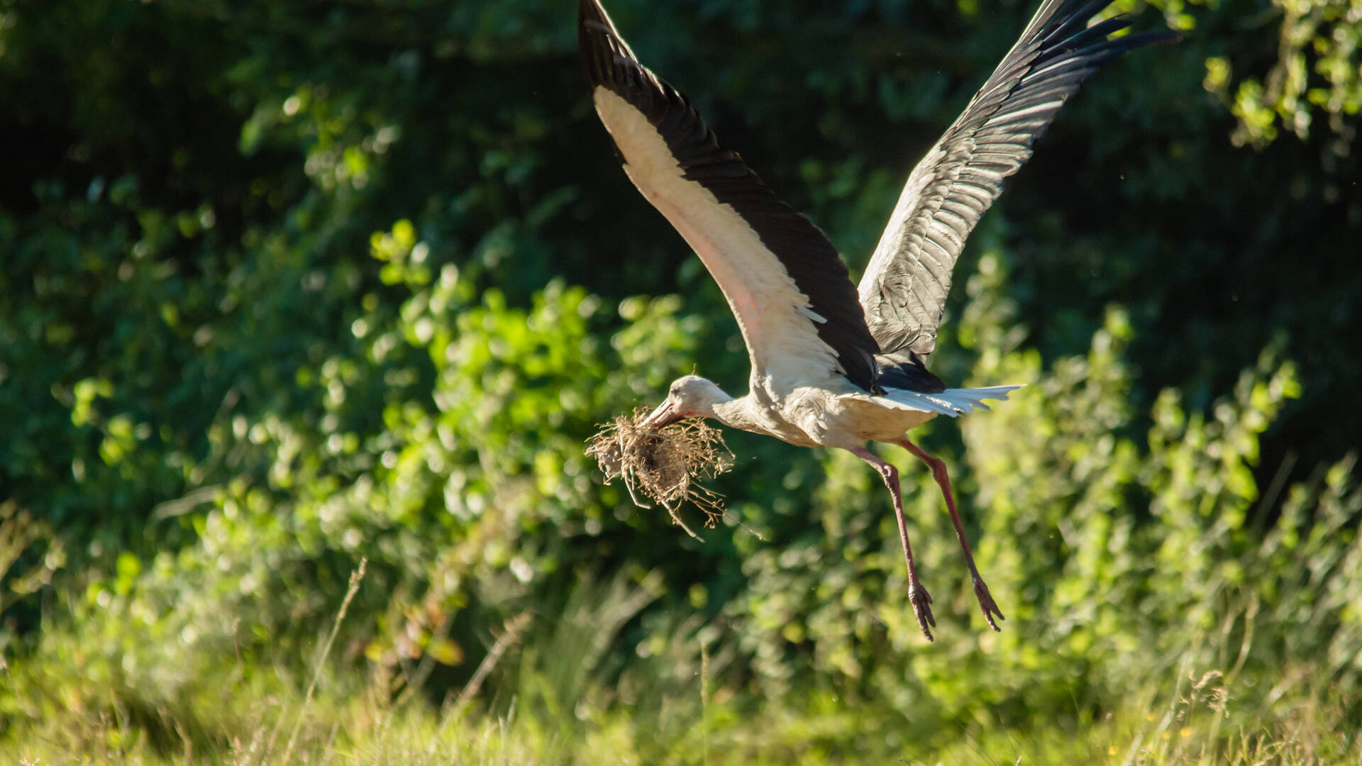 Cigogne qui prépare son nid ©L.Pétillon