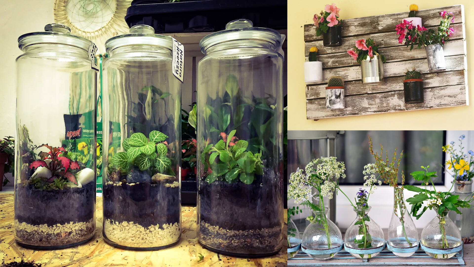 Plantes dans bocaux en verre ©Pixabay