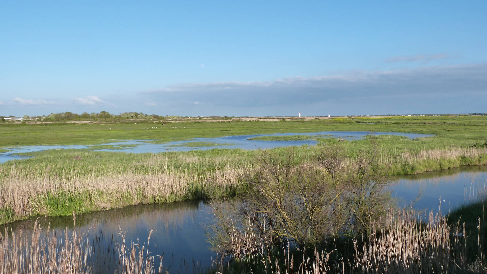 Marais de Soumard à Fouras les Bains © c.cailhol