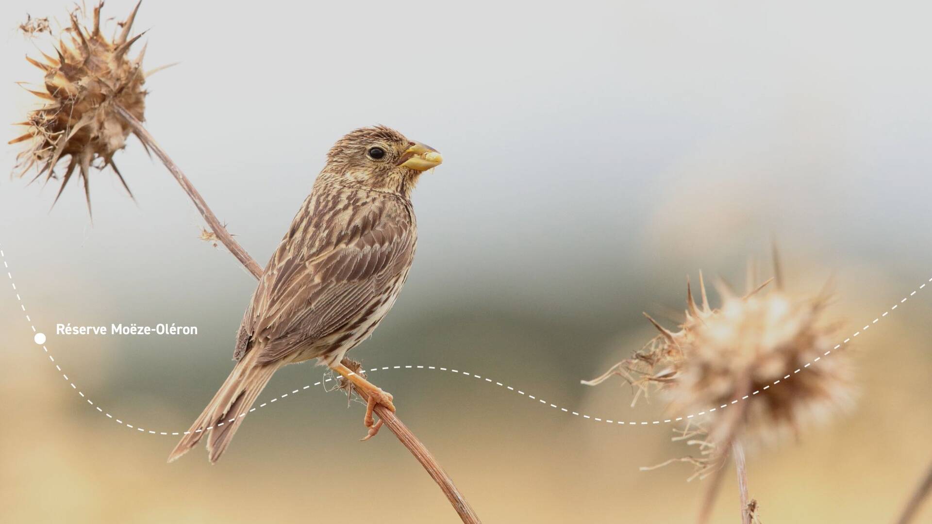 rochefort-ocean-nature-LPO©LPO