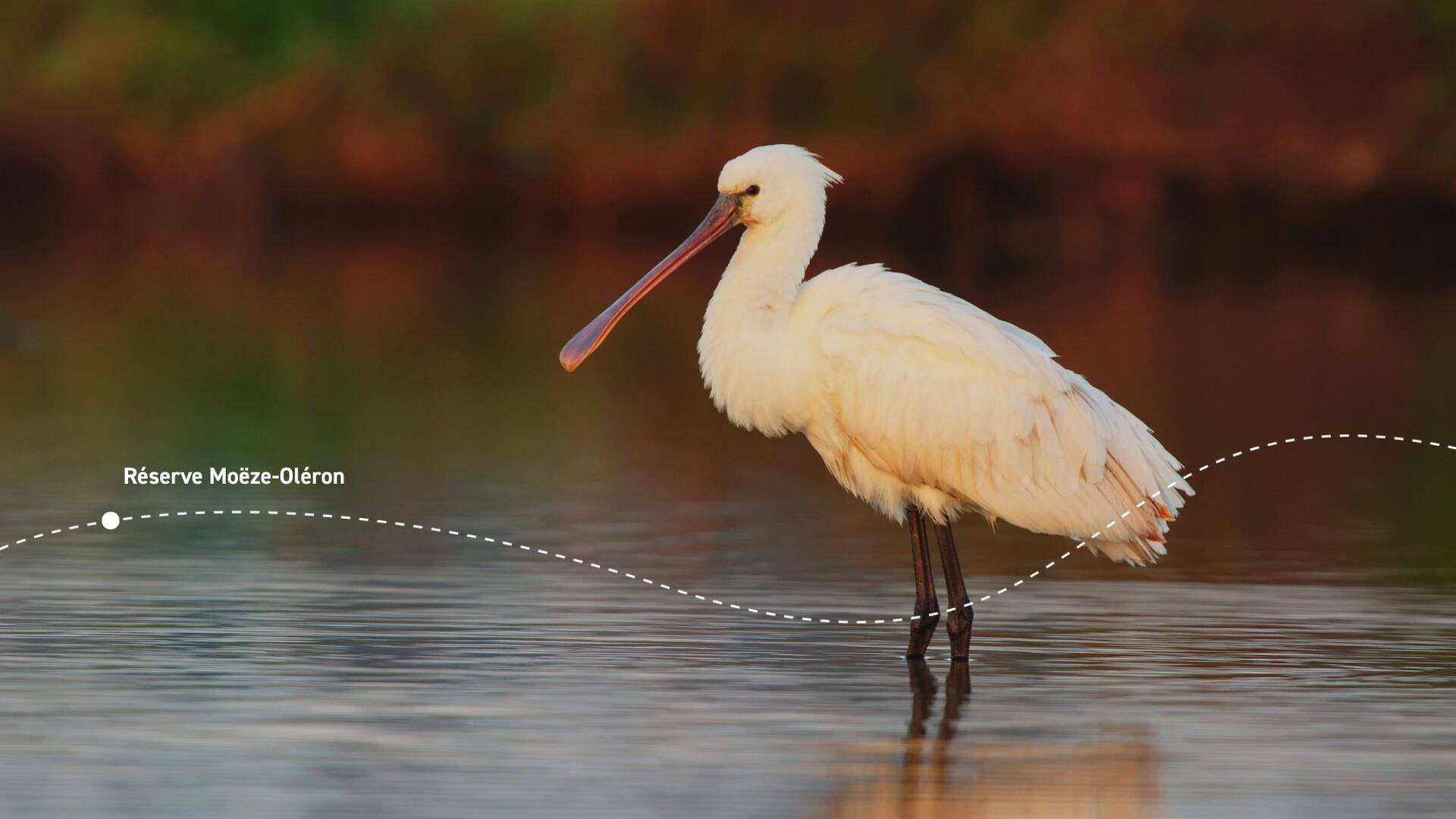 Spatule blanche des marais de Rochefort Océan