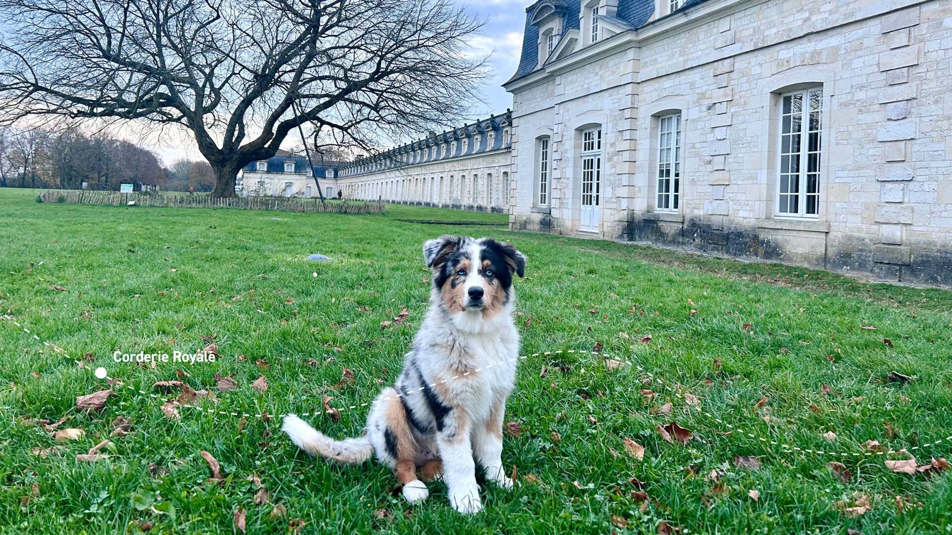 se promener avec son chien à Rochefort