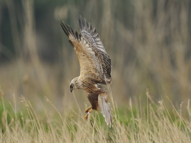Busard des roseaux © LPO