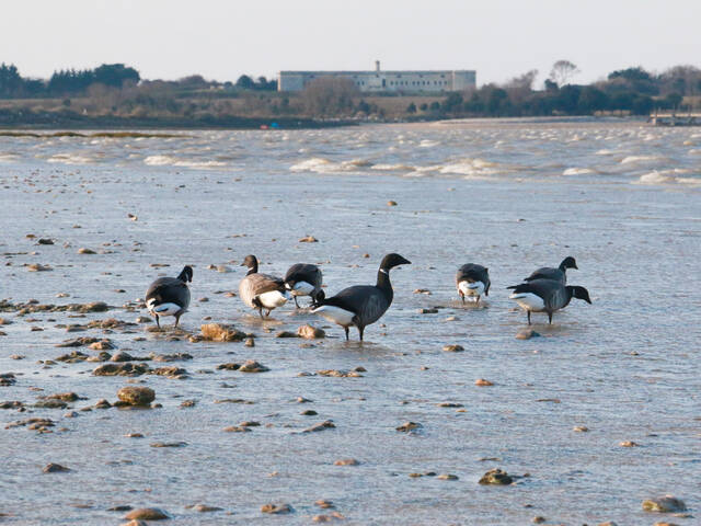 Port-des-Barques, au font le Fort de l'Ile Madame © C.Jarry 