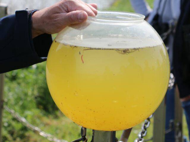 Bocal d'eau contenant des daphnies