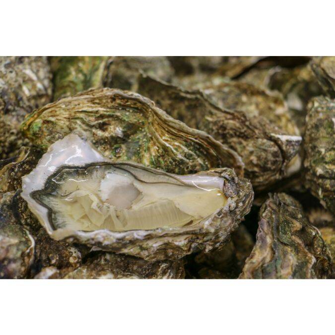 Les huîtres de la ferme aquacole de l'île madame à Port-des Barques © OTRO