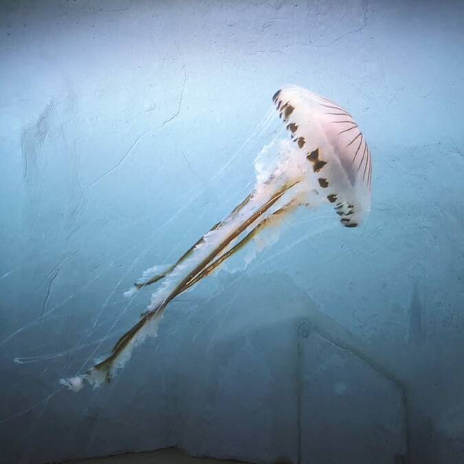 Exposition "ImMERsions entre estuaires et mer" 