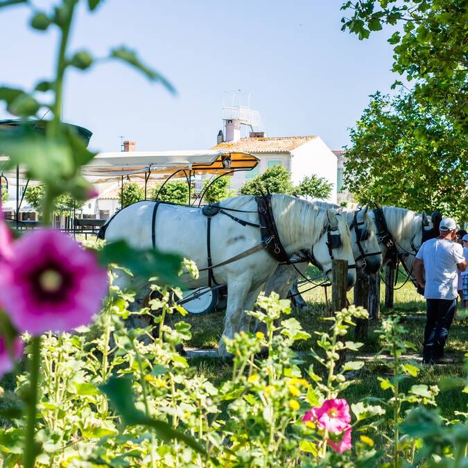 La calèche de l'Île d'Aix © L. Pétillon