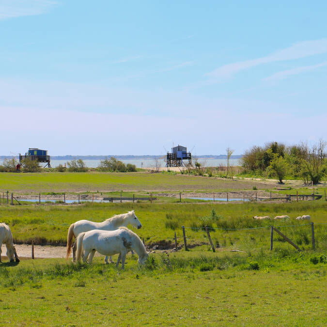 Chevaux de la ferme aquacole