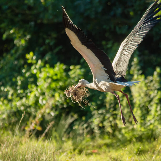 Vol de cigogne