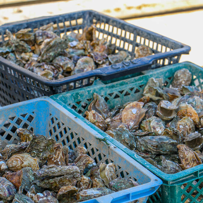 Ostréiculture 