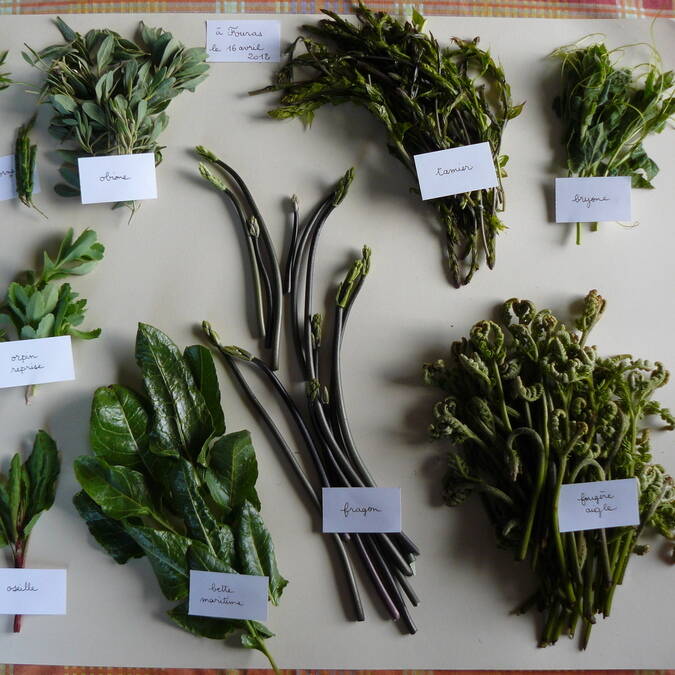 Récolte de plantes  ©Anne Richard