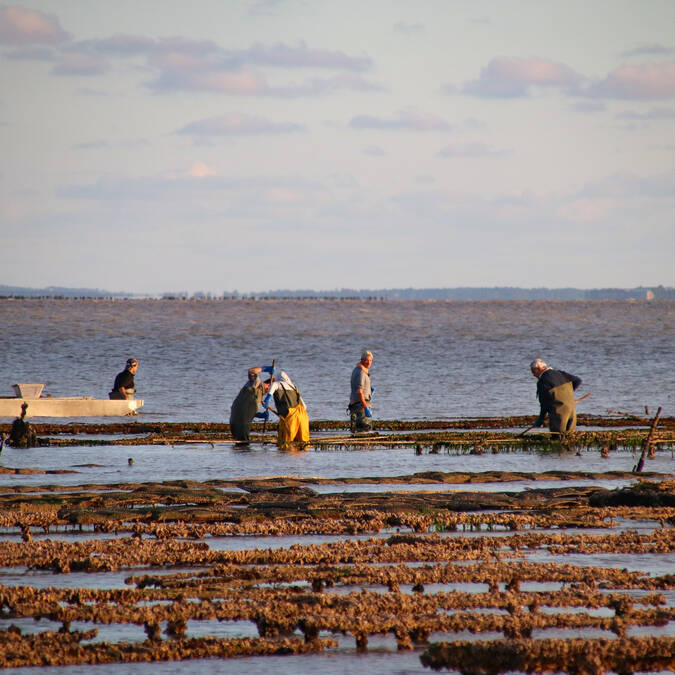ostreiculture-pointe-de-la-fumee-fouras-les-bains-rochefort-ocean© Marine de Villartay