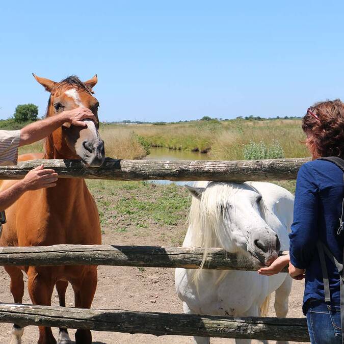 Chevaux dans les marais